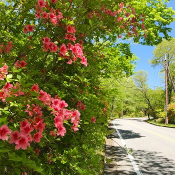 The spring scenery of Kawamata is at its best in May.