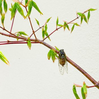 The spring cicadas started singing.